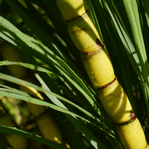 Zielony Bambus