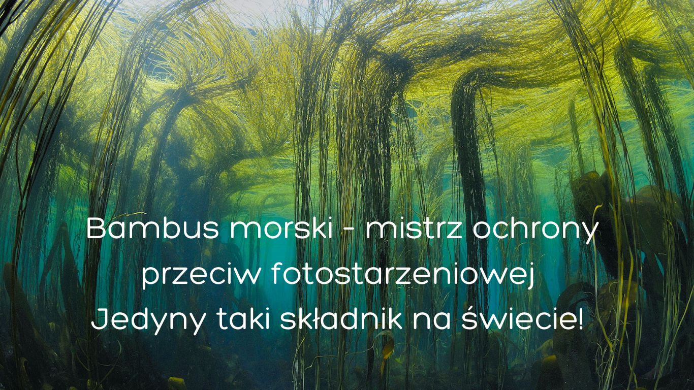 Bambus morski - właściwości